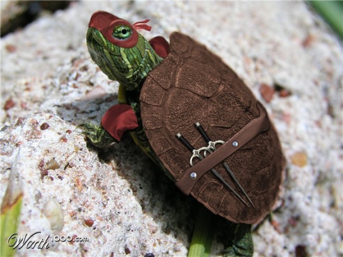 las tortugas ninja existen!