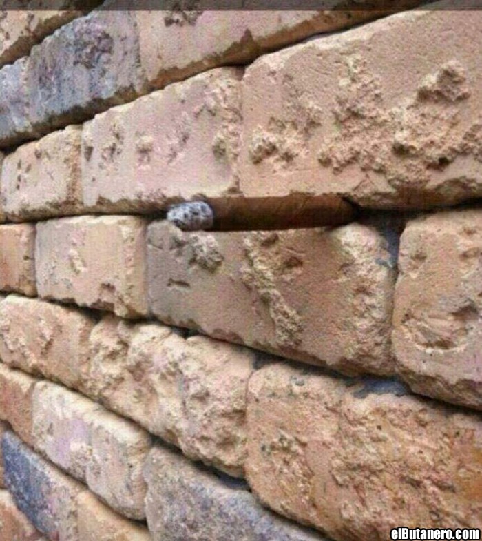 ¿Qué ves en la pared??? Cuando lo veas comparte!